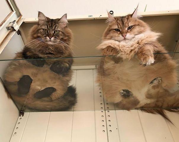 12 потрясающих фотографий с котиками