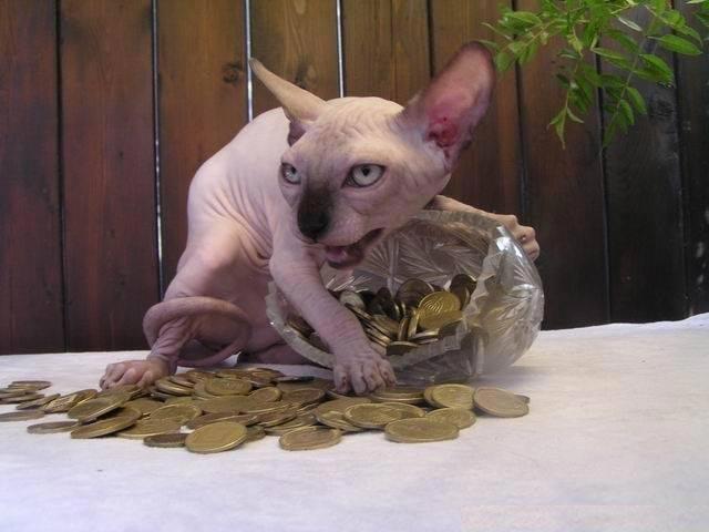 12 потрясающих фотографий с котиками