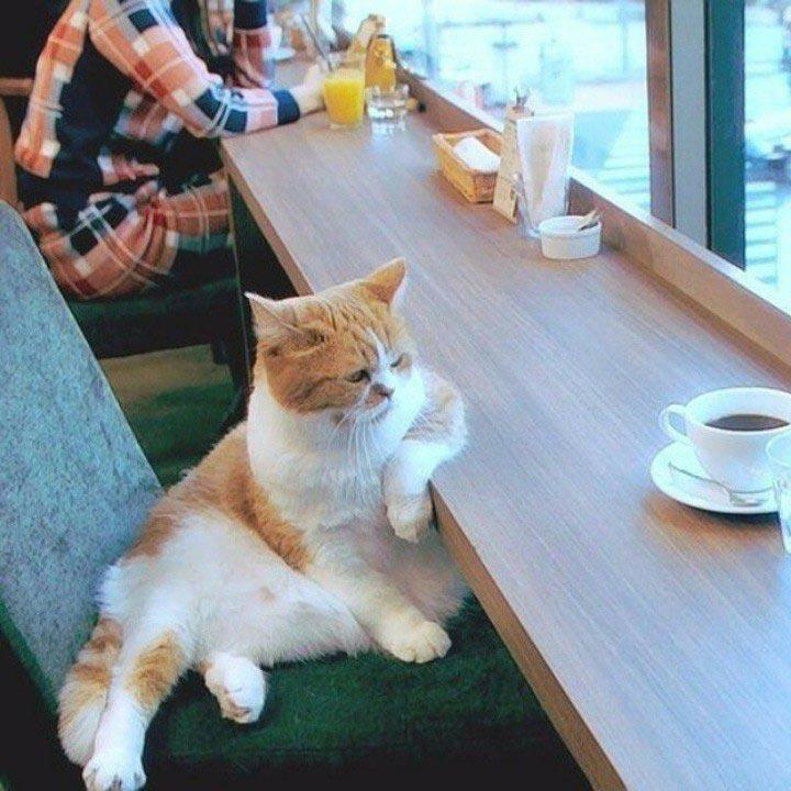 12 потрясающих фотографий с котиками