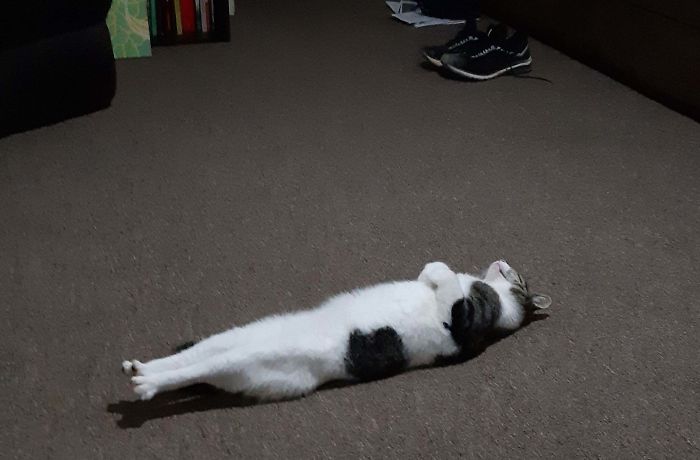 12 потрясающих фотографий с котиками