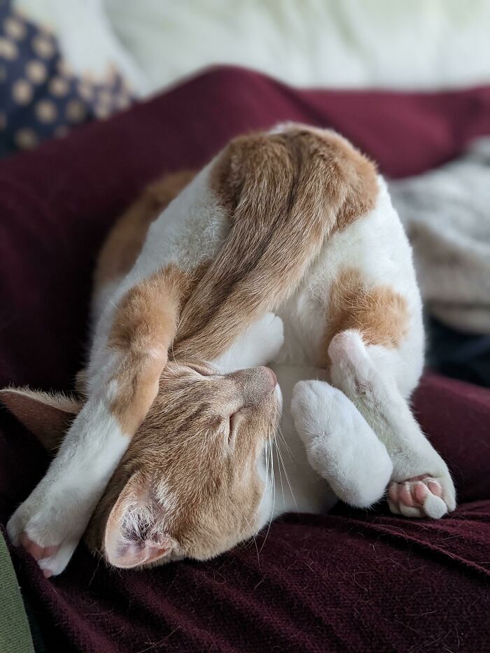 Фото: DR 12 фотографий с котами на которые нельзя смотреть без удивления и смеха