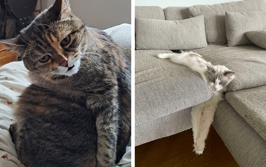 Фото: DR 12 фотографий с котами на которые нельзя смотреть без удивления и смеха