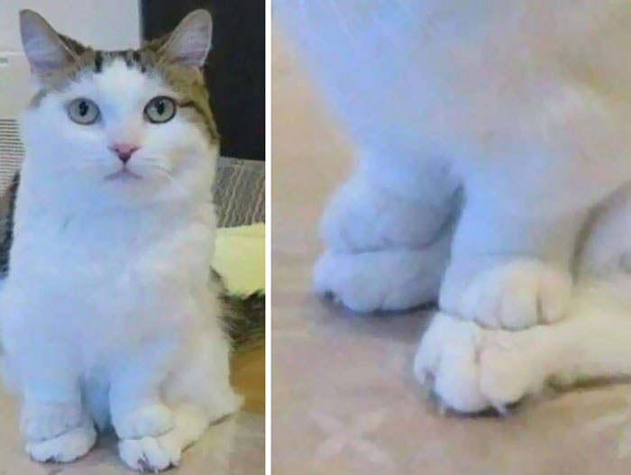 Фото: DR 12 фотографий с котами на которые нельзя смотреть без удивления и смеха