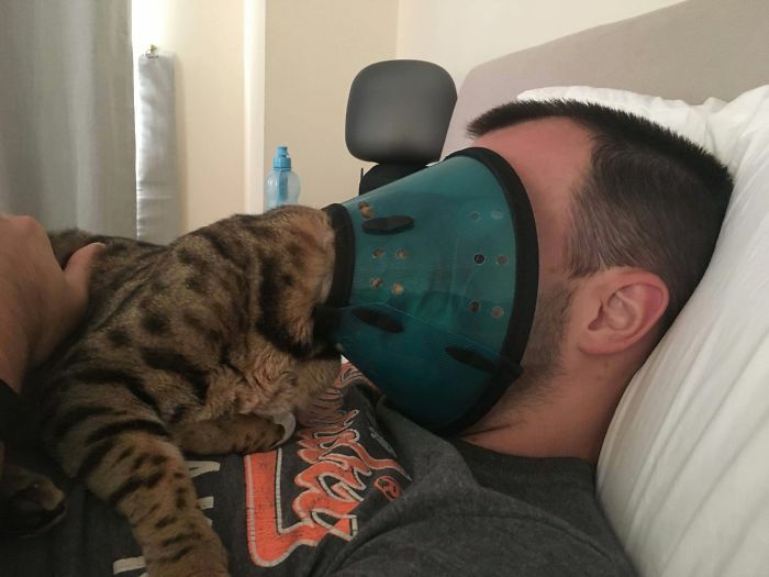 Фото: DR 12 фотографий с котами на которые нельзя смотреть без удивления и смеха