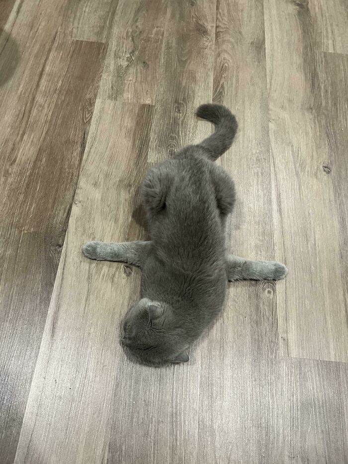 Фото: DR 12 фотографий с котами на которые нельзя смотреть без удивления и смеха