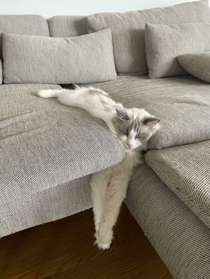 Фото: DR 12 фотографий с котами на которые нельзя смотреть без удивления и смеха