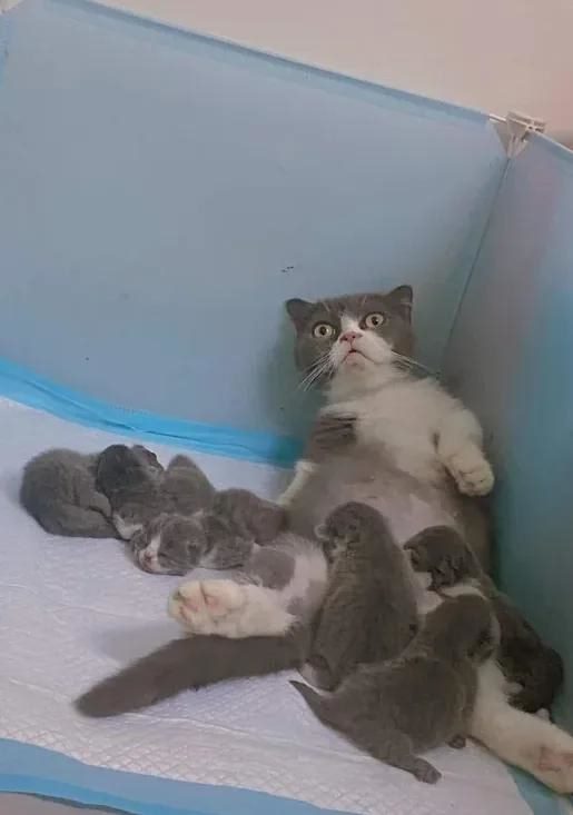 Фото: DR 12 забавных питомцев которые поднимут даже самое плохое настроение