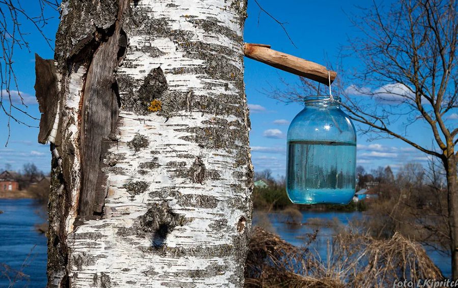 Фото: DR Березовый сок