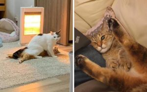 Кошачьи забавы: 12 котов, чьи позы вызывают улыбки