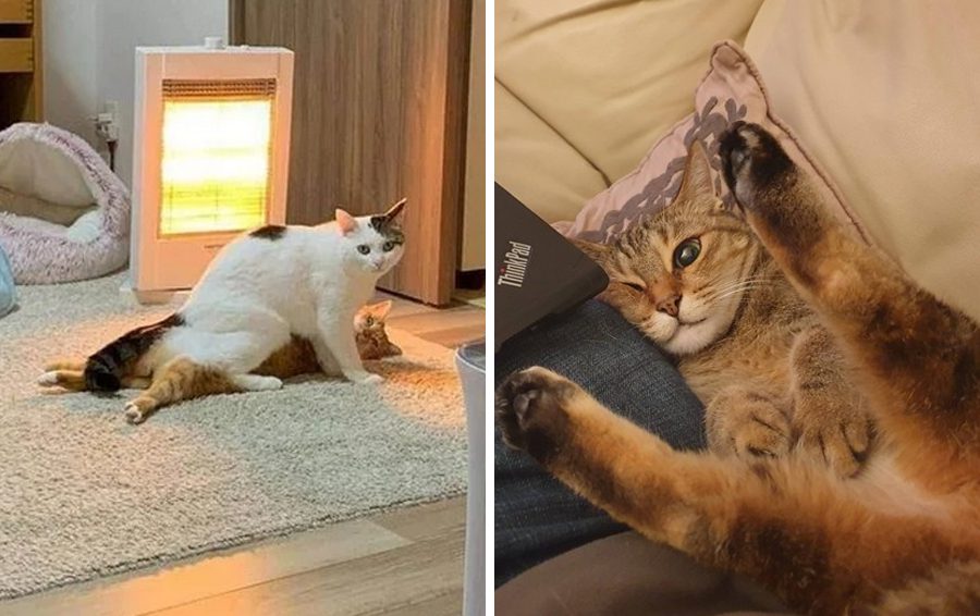 Кошачьи забавы