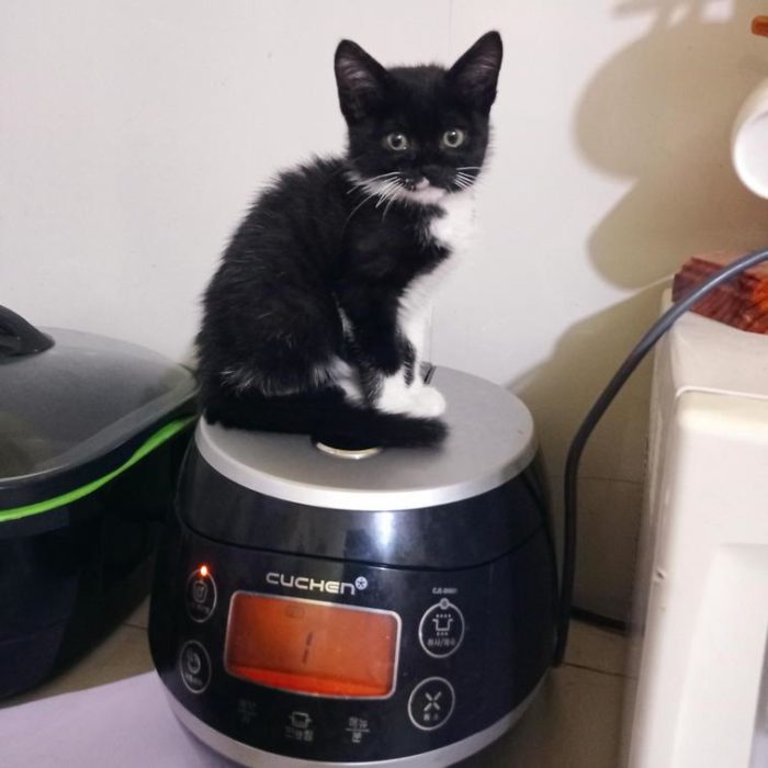 Фото: DR 14 котов которым лапки не мешают продвигаться по карьерной лестнице