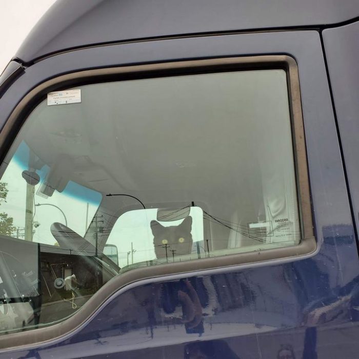Фото: DR 14 котов которым лапки не мешают продвигаться по карьерной лестнице