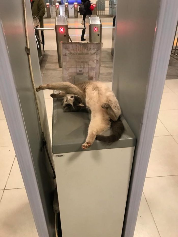 Фото: DR 14 котов которым лапки не мешают продвигаться по карьерной лестнице