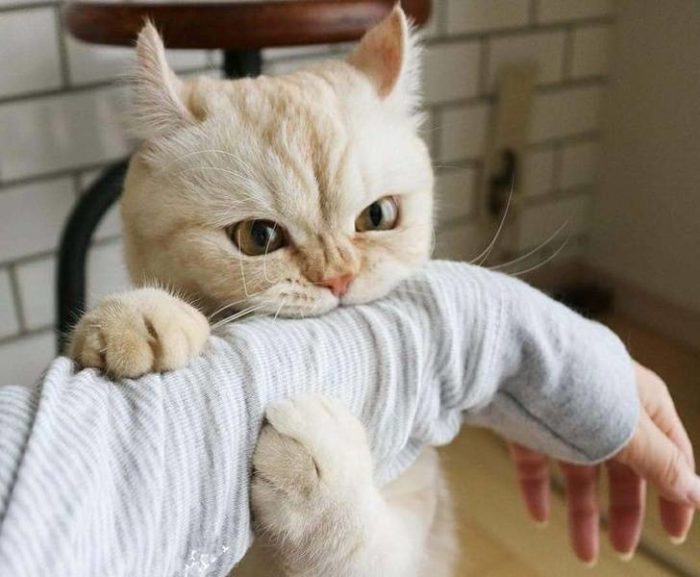 Фото: DR 11 обнаглевших котов