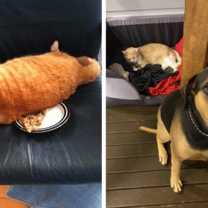 14 зловредных котов, которые показали, кто в доме хозяин