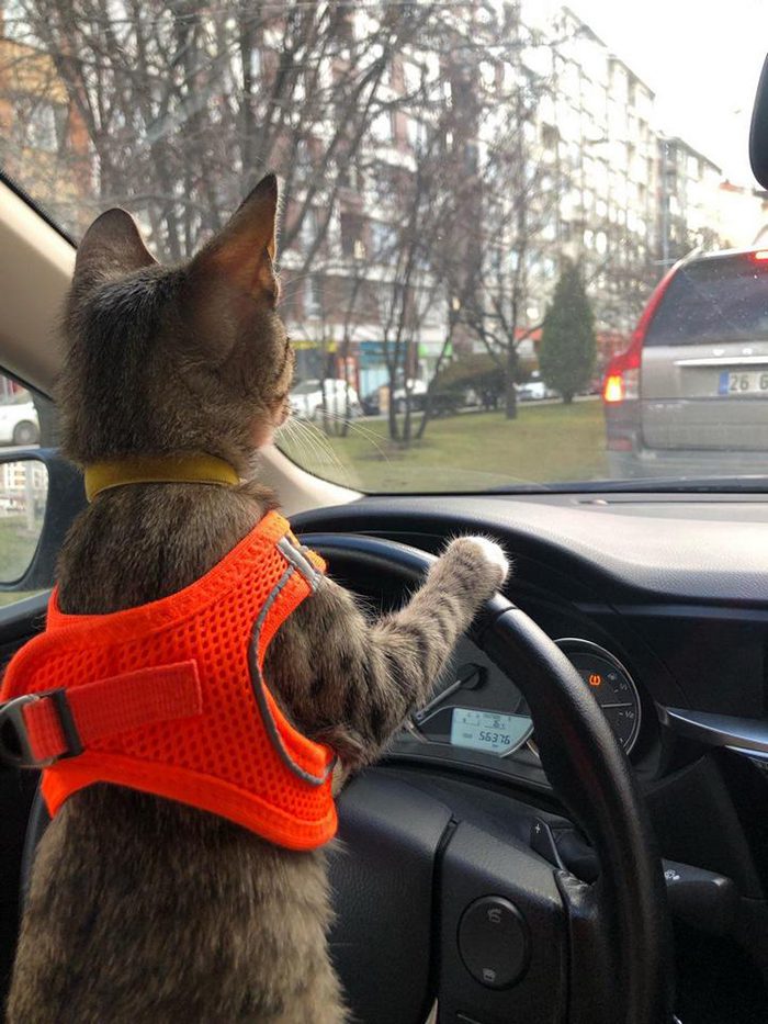 Фото: DR 12 невероятных котов которые играют на камеру не хуже супермоделей