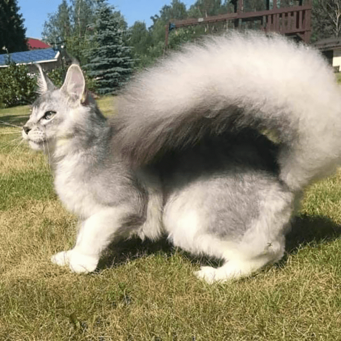 Фото: DR 12 невероятных котов которые играют на камеру не хуже супермоделей