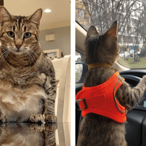 12 невероятных котов, которые играют на камеру не хуже голливудских звёзд