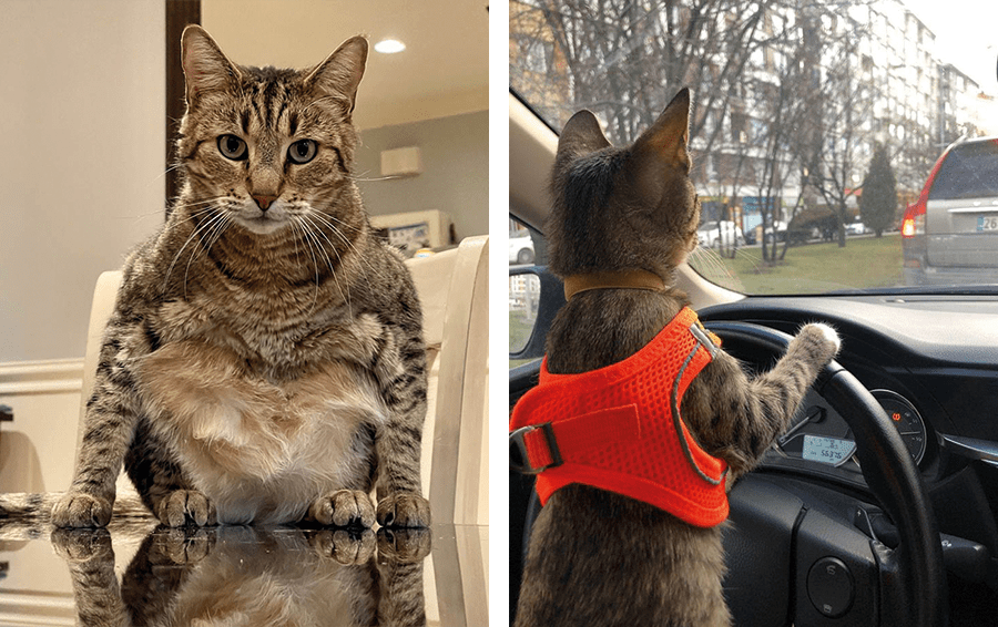 Фото: DR 12 невероятных котов которые играют на камеру не хуже супермоделей