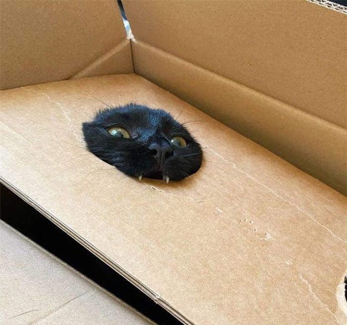 Фото: DR 12 невероятных котов которые играют на камеру не хуже супермоделей