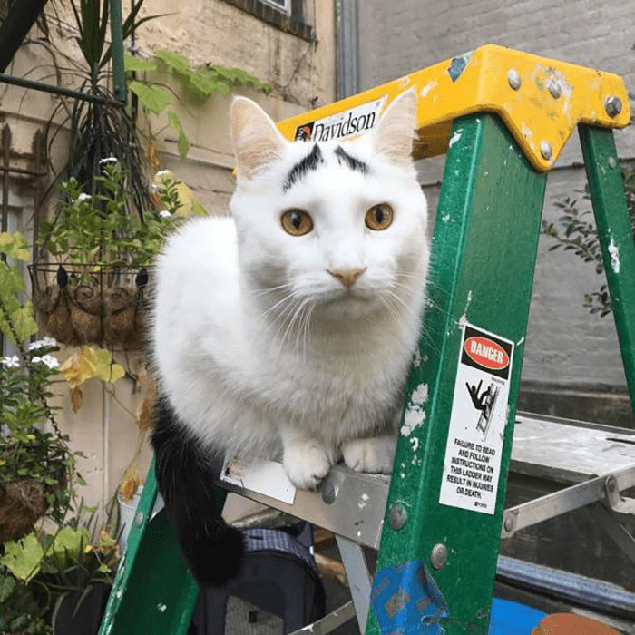 Фото: DR 12 невероятных котов которые играют на камеру не хуже супермоделей