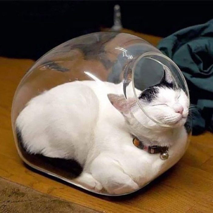 12 котов для которых человек не авторитет