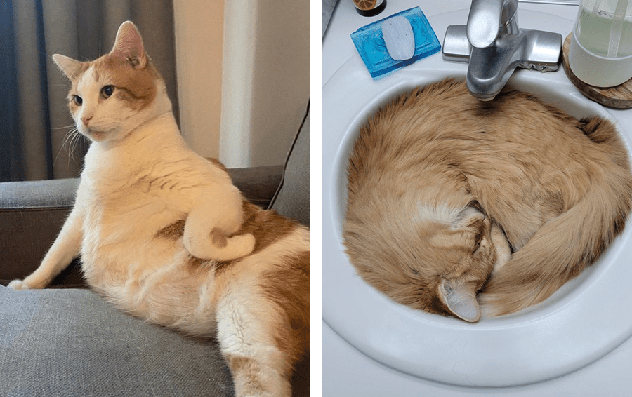 12 котов для которых человек не авторитет