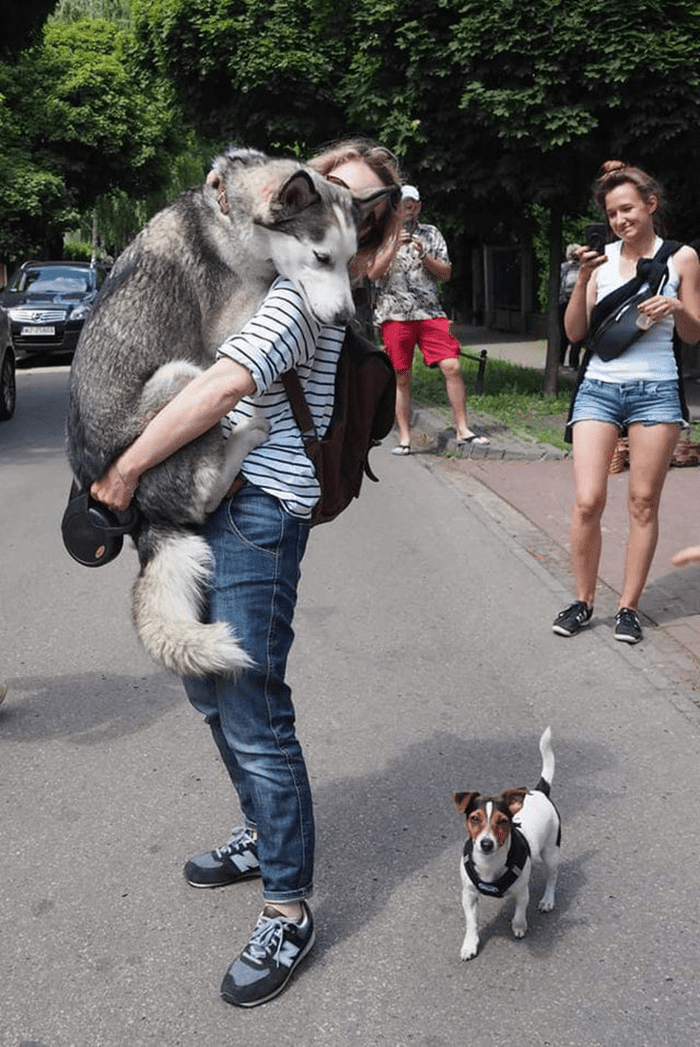 Фото: DR 11 собак которые странно себя ведут