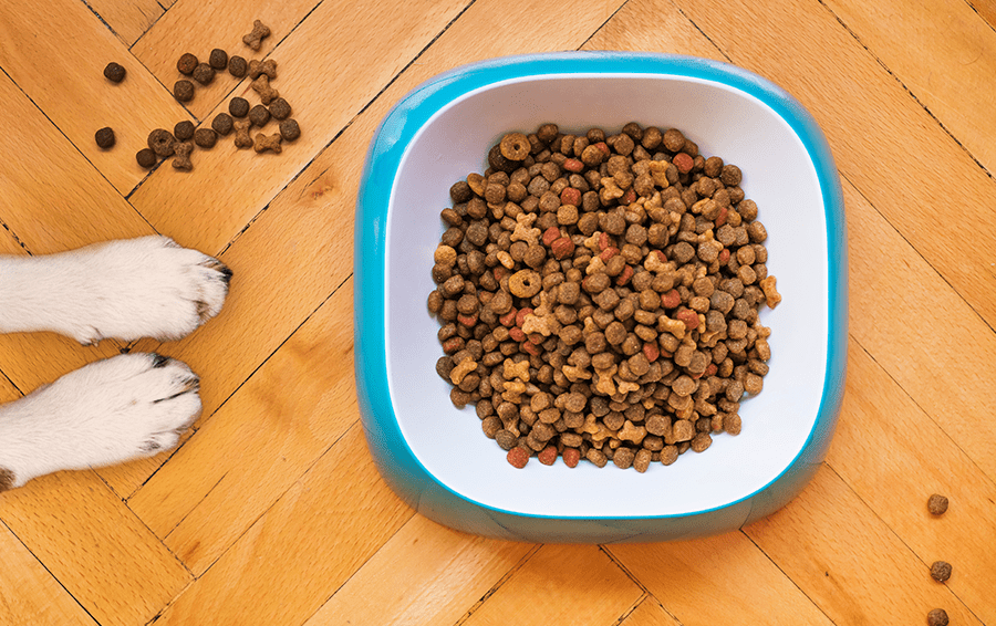 Как выбрать сухой корм для собак мелких пород?