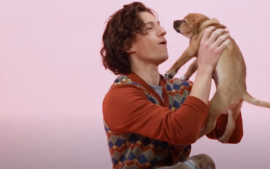 Фото: кадр из видео Tom Holland: The Puppy Interview, BuzzFeed Celeb Том Холланд