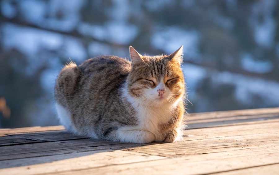 Кот в позе хлебушка