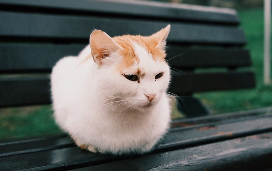 Кот в позе булочки